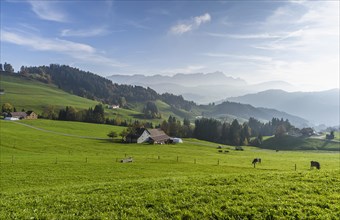 Hilly mountain landscape in the Appenzell Alps with farmhouses and grazing cows