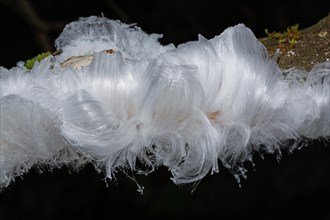Hair ice fruiting bodies white wavy ice needles on tree trunk