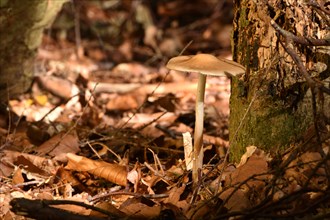 Wild mushroom in the autumnal mixed forest of the Hunsrueck in the morning sun