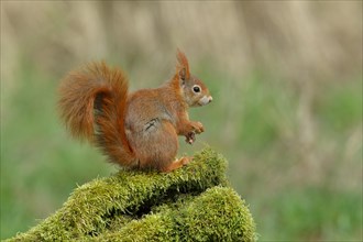 Eurasian red squirrel