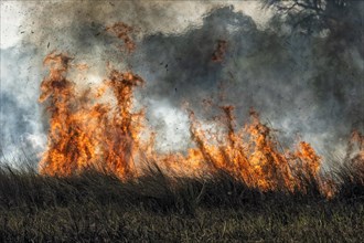 Bushfire in the African Savannah