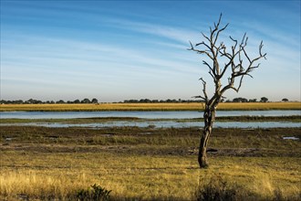 Landscape with dry tree in Chobe National Park