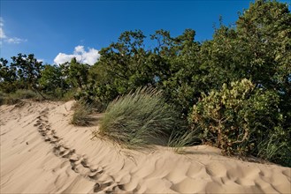 Beach grass at the inland dune near Klein Schmoelen
