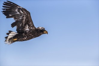 Young Stellers eagle in flight. Juvenile bird