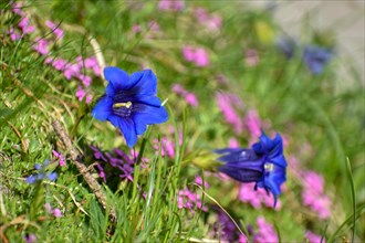 Flowering clusius' gentian