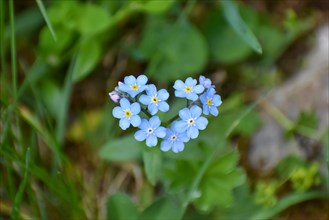 Heart-shaped alpine forget-me-not