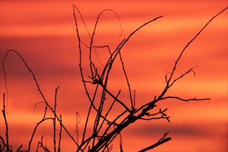 Evening red twigs in front of reddish cloud structures