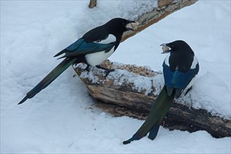 Magpie two birds with food in beak sitting on tree trunk with food in snow looking at each other