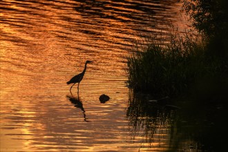 Silhouette of a Grey Heron