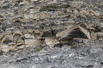 Fossil rock formation