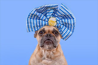 Oktoberfest French Bulldog dog wearing large blue and white ribbon with beer mug on head in front of blue background