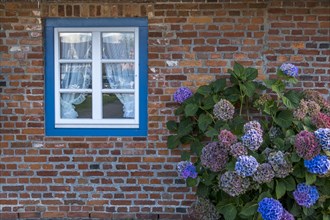 Frisian house with mullioned window and hydrangea bush