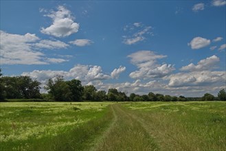 Elbe meadow in summer near Coswig