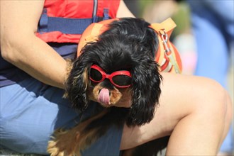 Dog of the breed Cavalier King Charles Spaniel with sunglasses and life jacket on the lap of his mistress licking with his tongue over his muzzle