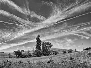 Group of trees on wheat field with cirrus