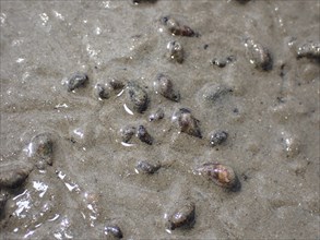 Common mudflat snail