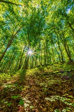Sun star in a deciduous forest in summer