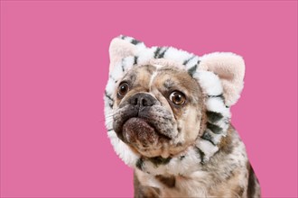 Merle French Bulldog dog with cat costume headband on pink background