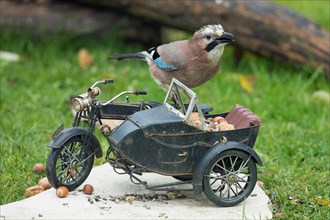 Eurasian Jay on motorbike with food standing on stone slab in green grass seen from front right