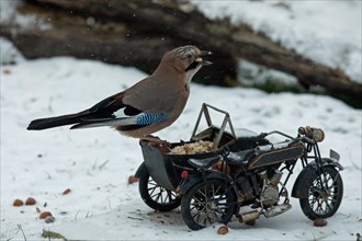 Eurasian Jay with nut in beak on motorbike with food standing on stone slab in snow looking right