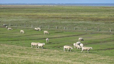 Salt marshes with sheep