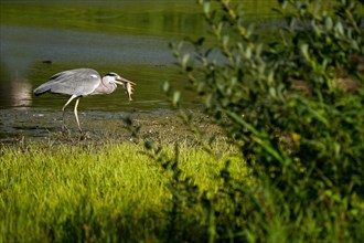 Grey heron