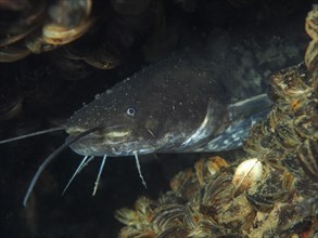 Close-up of catfish