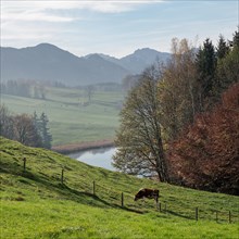 Cow in a meadow in front of pond and mountains in autumn