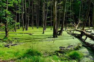 Forest lake with green water