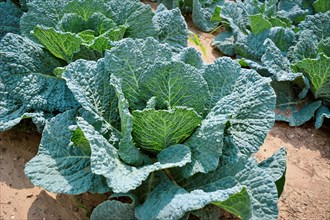 Savoy cabbage with crinkled leaves growing in field