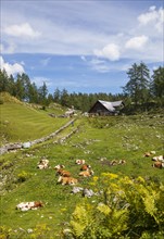 Alpine meadow with cows in front of the Moosangerlalm
