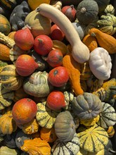 Many pumpkin varieties