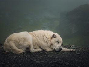 Close up portrait of a sleeping white wolf dog. Peaceful view with a big sheepdog resting at the bottom of the foggy mountains