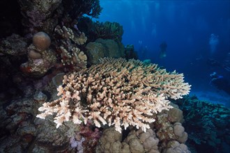Staghorn coral