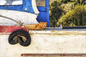 Cat resting on an old boat