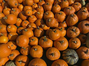 Hokkaido pumpkin