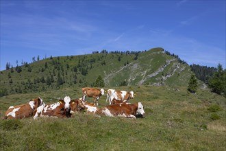Herd of cattle on the Postalm with a view of the Wieslerhorn