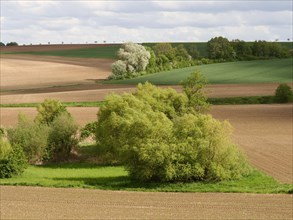Bocage Landscape with Fields Hedges and Trees