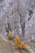 Mountain landscape with autumn coloured sycamores