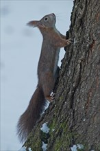 Squirrel hanging on tree trunk in front of snow looking up right
