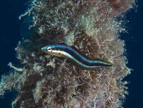 Dussumier's sabre-tooth blenny