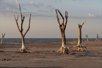 Drought-dead trees and cracked soil in dry lagoon. Climate change