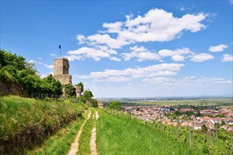 Spur castle ruin called Wachtenburg in Wachenheim city in Rhineland-Palatinate