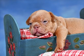 Choco Red French Bulldog dog puppy in bed in front of blue background