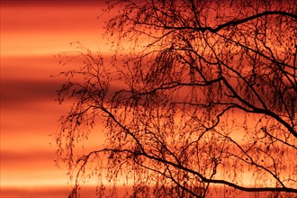Evening red tree with branches in front of reddish cloud structures