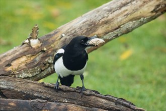Magpie with food in beak standing on tree trunk seen from front right