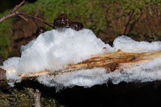 Hair ice fruit bodies white wavy ice needles on tree trunk with old fruits
