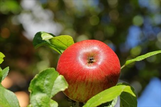 Ripe red apple hanging ripe for harvest on tree against blue sky
