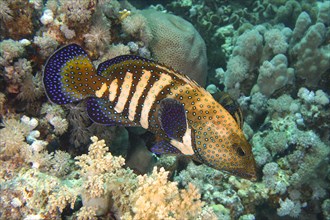 Pair of bluespotted grouper