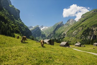 Steep mountains and mountain pasture with cows